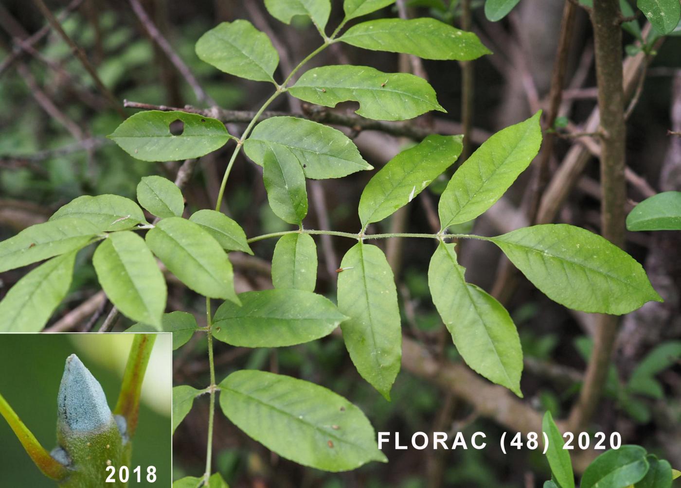 Ash, Flowering leaf